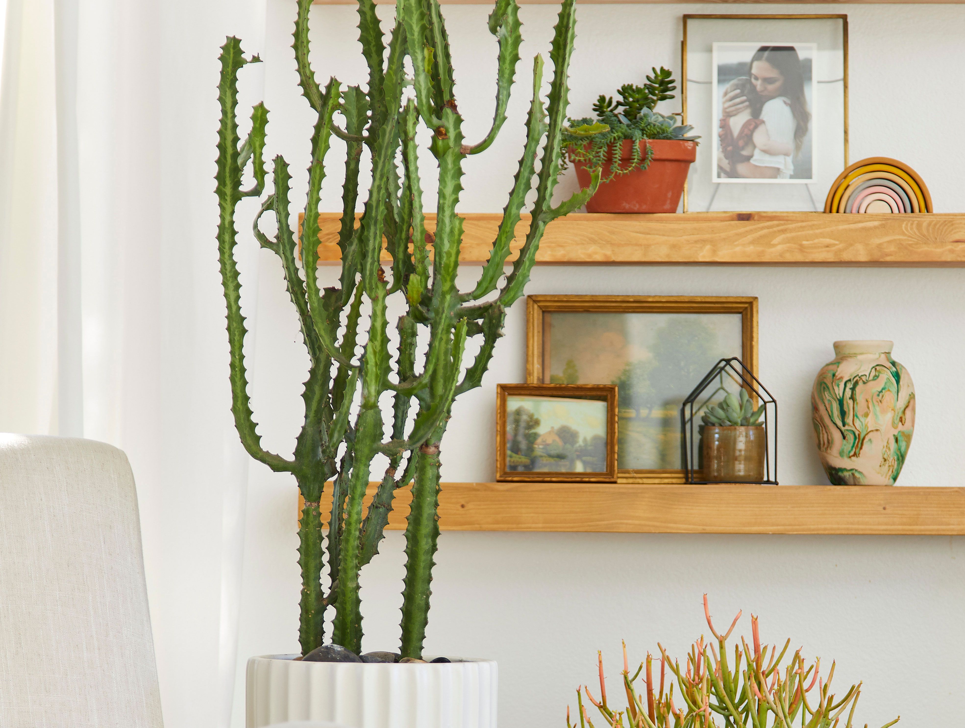 Euphorbia trigona care