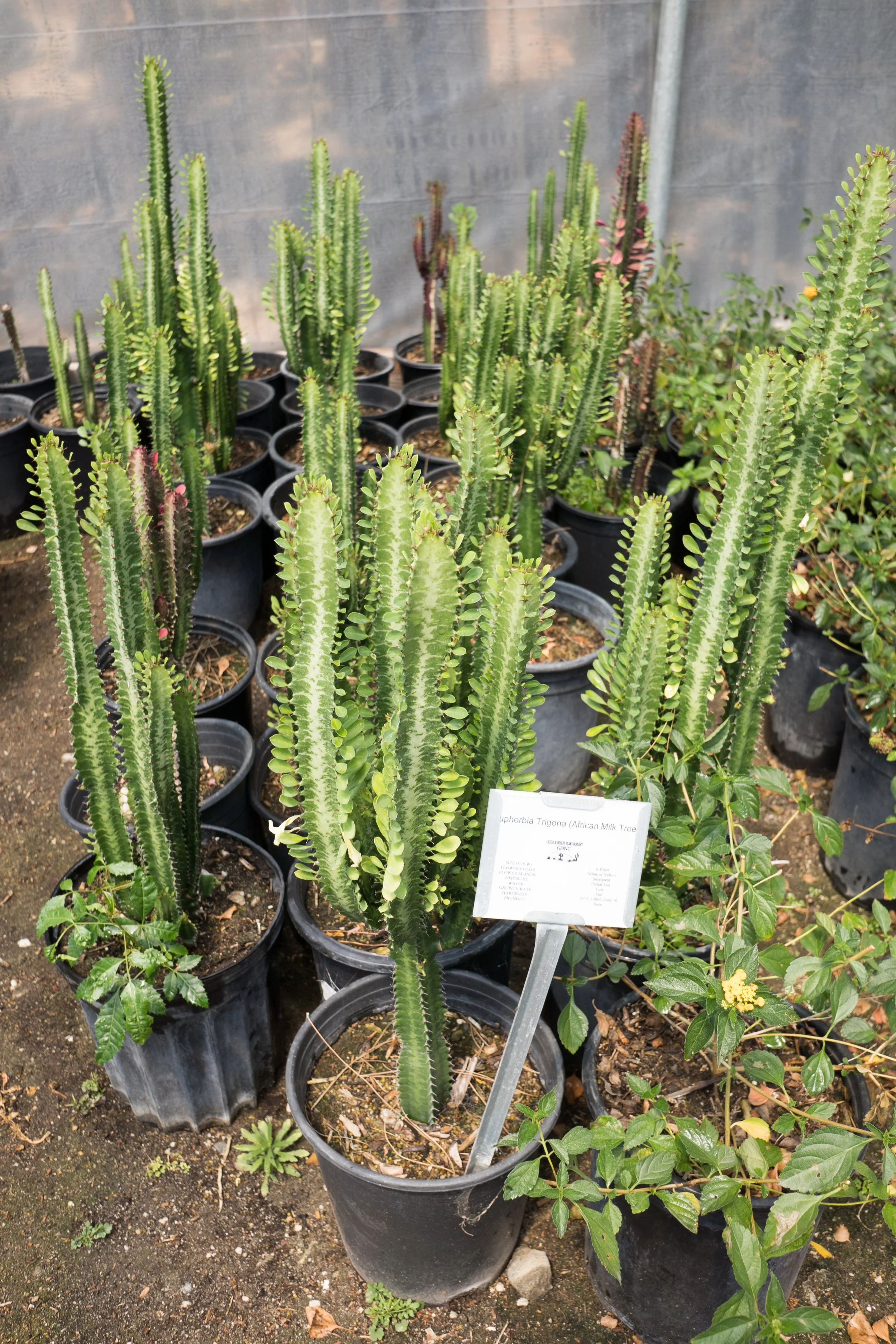 African milk tree toxicity