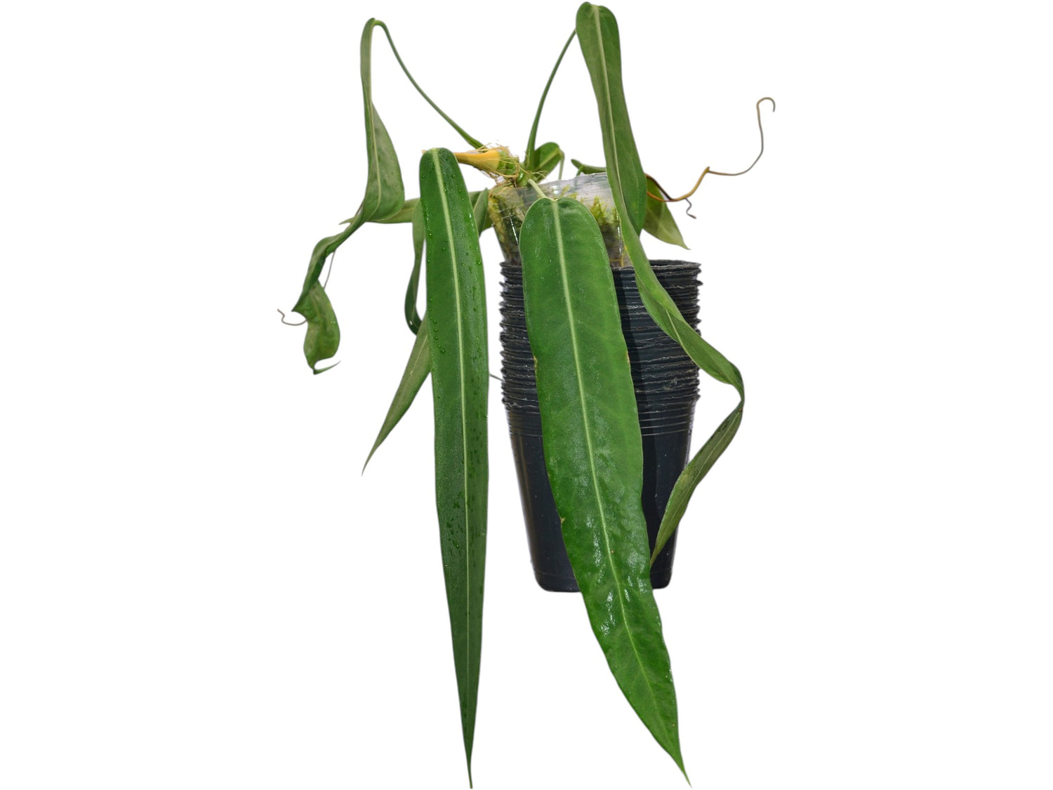 Strap Leaf Anthurium
