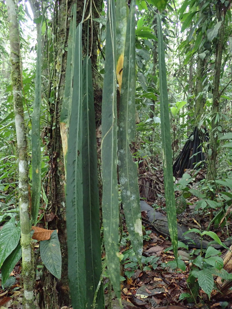 Anthurium pallidiflorum XXL