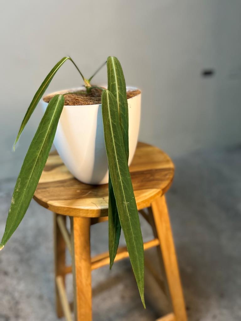 Anthurium pallidiflorum seedling