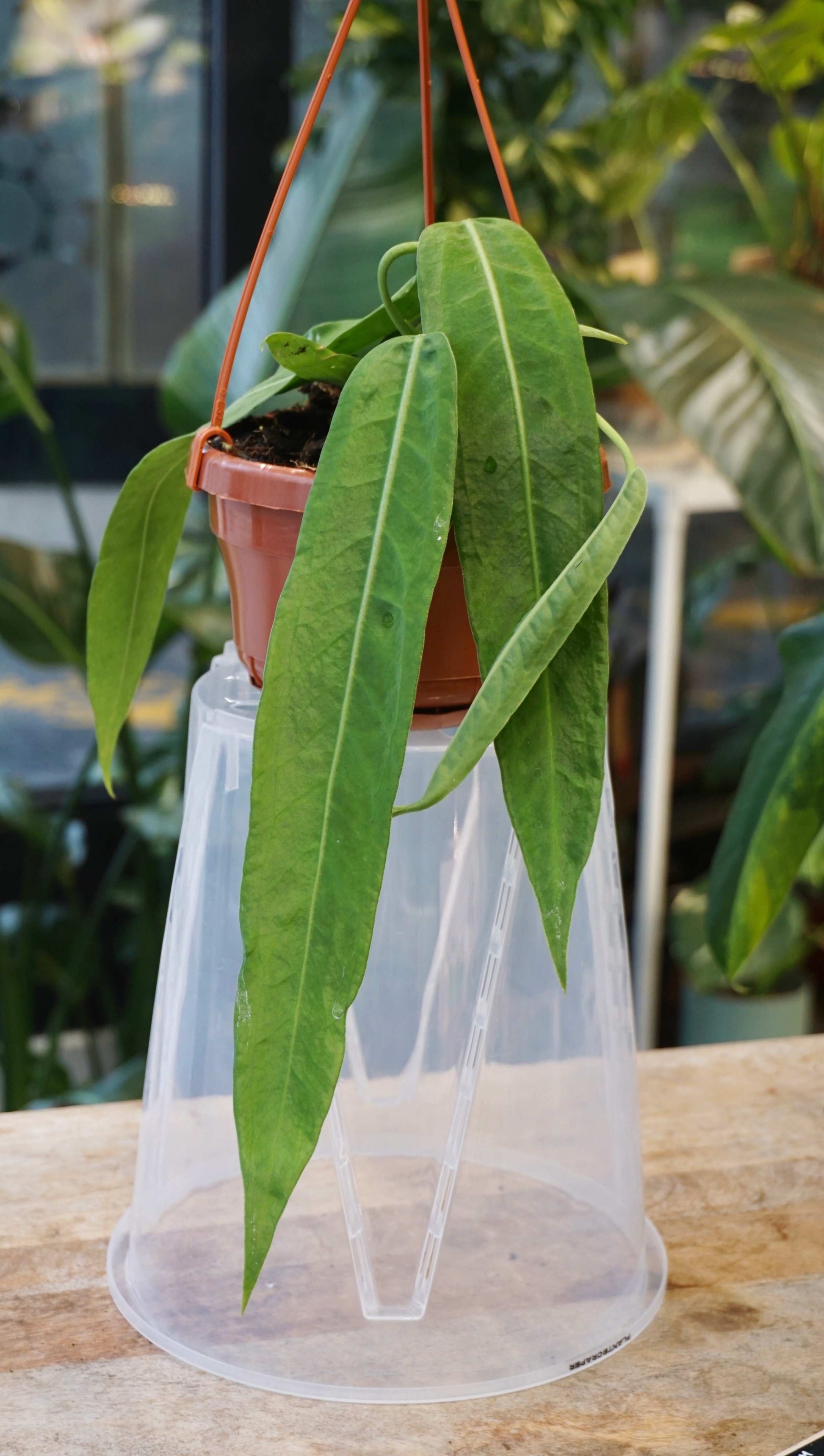 Anthurium vittarifolium variegated