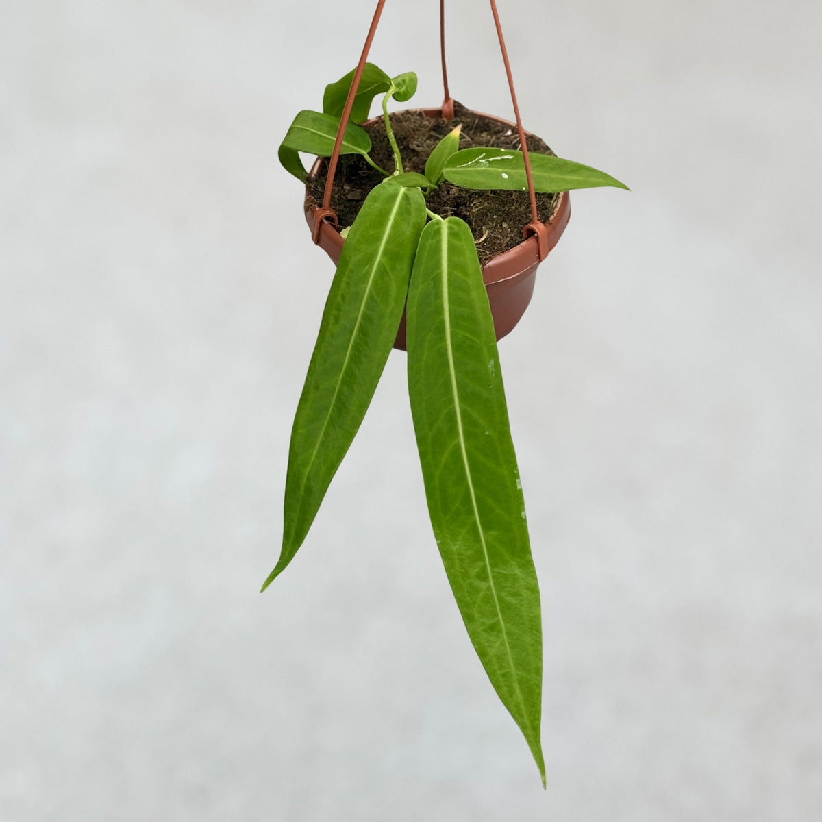 Strap Leaf Anthurium