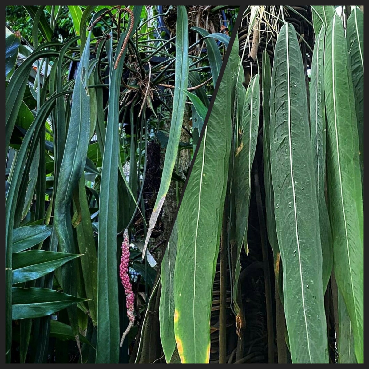 Anthurium pallidiflorum 