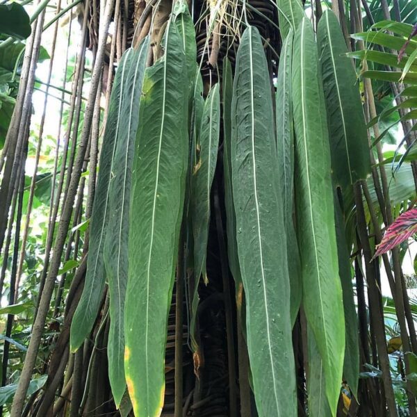 Anthurium pallidiflorum seedling
