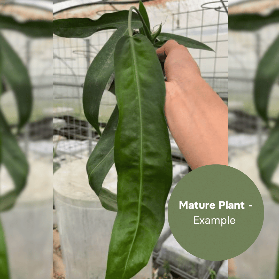 Anthurium pallidiflorum seedling