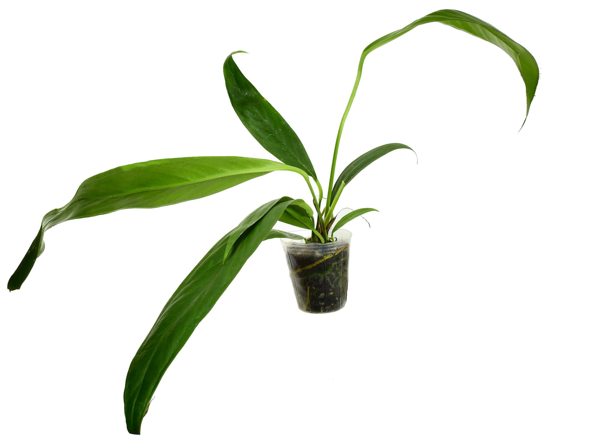 Anthurium pallidiflorum tissue culture