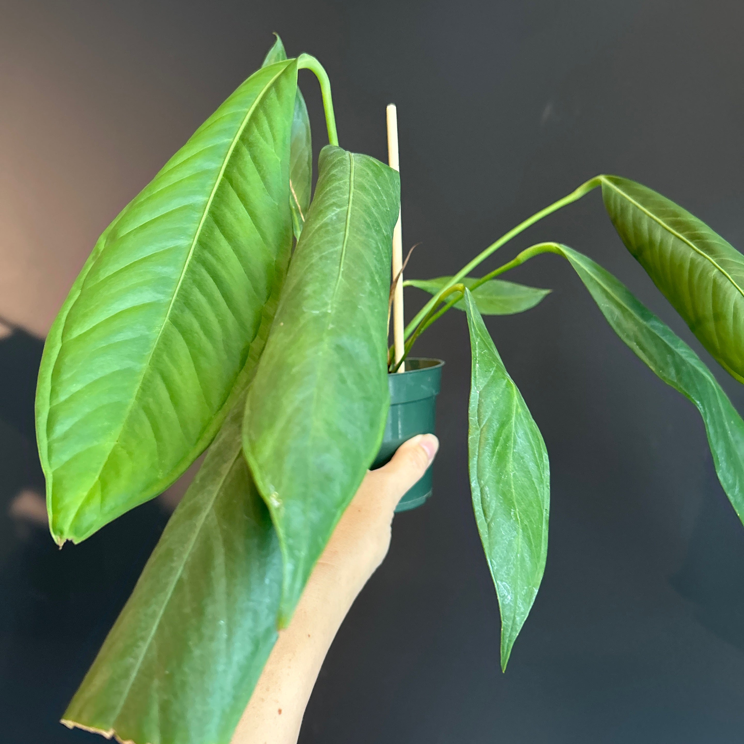 Anthurium pallidiflorum XXL