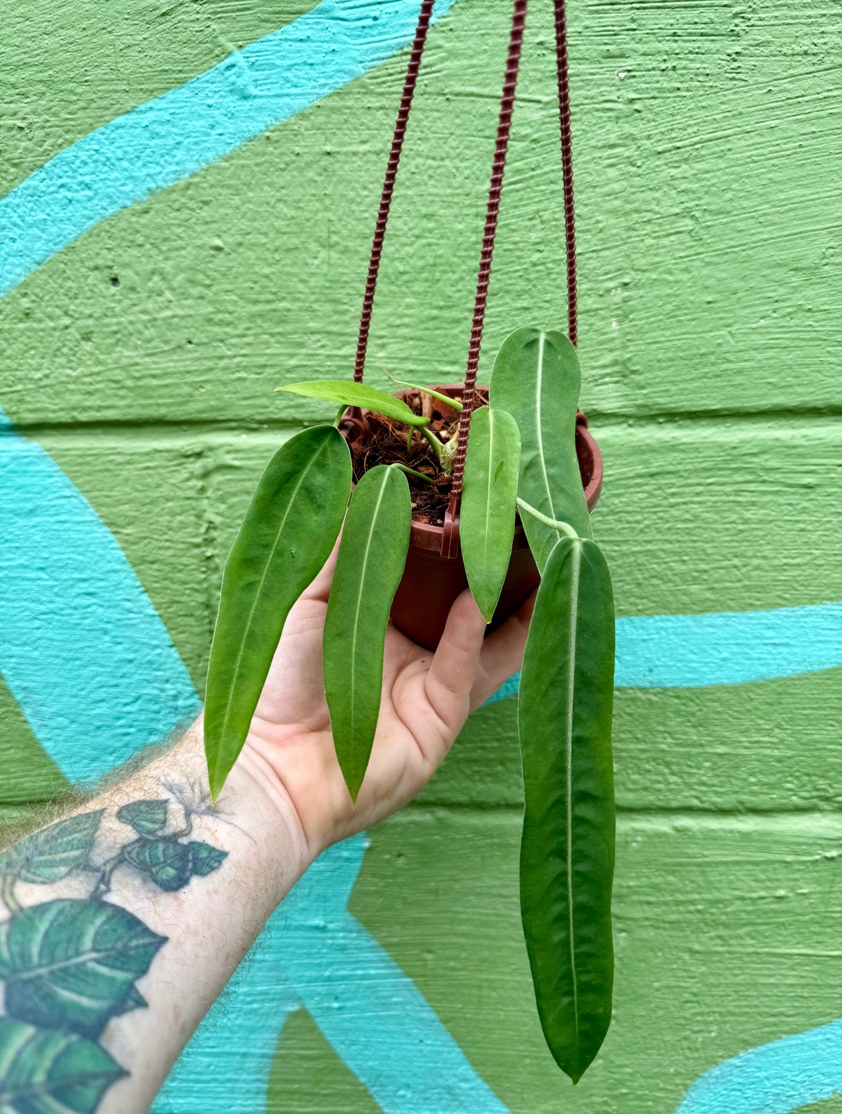 Anthurium pallidiflorum tissue culture