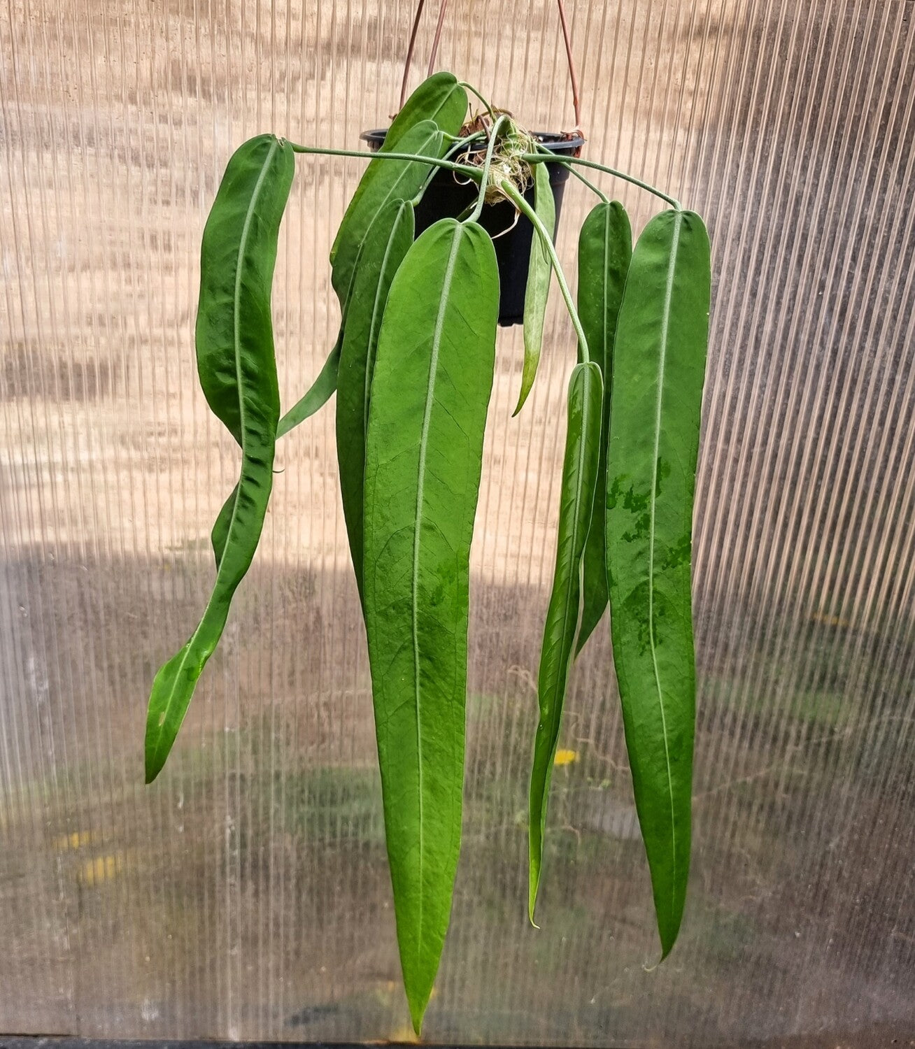 Anthurium pallidiflorum XXL