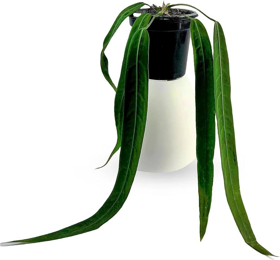 Anthurium vittarifolium variegated