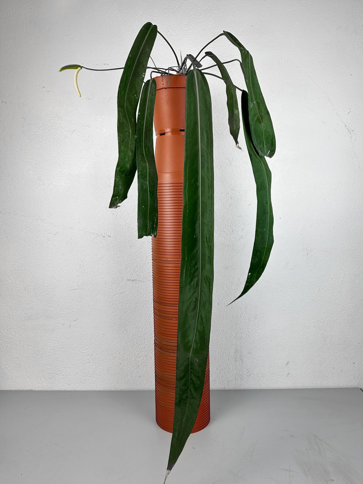 Strap Leaf Anthurium