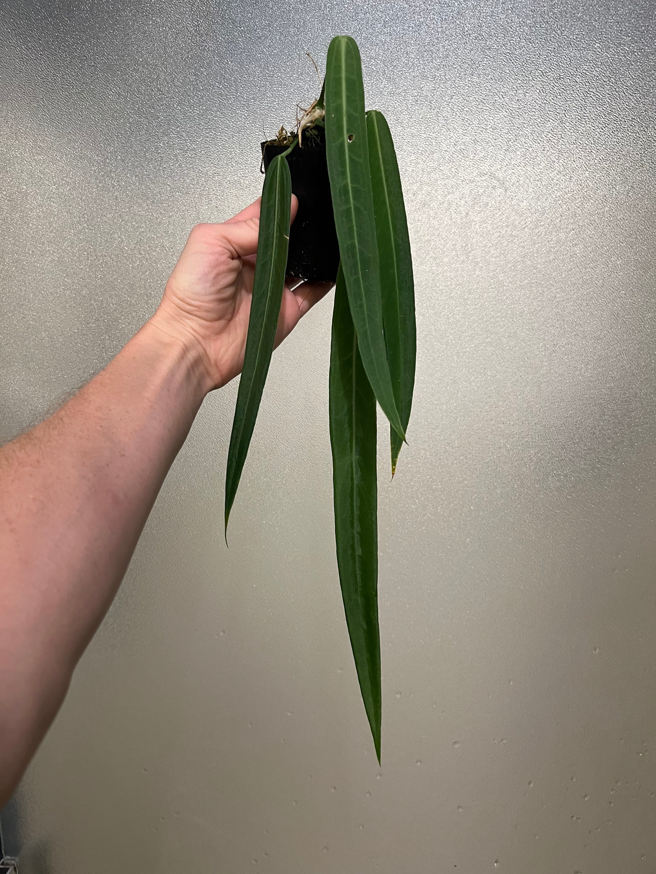 Anthurium pallidiflorum 