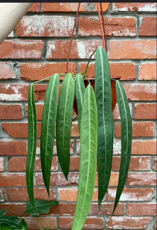 Anthurium pallidiflorum seedling