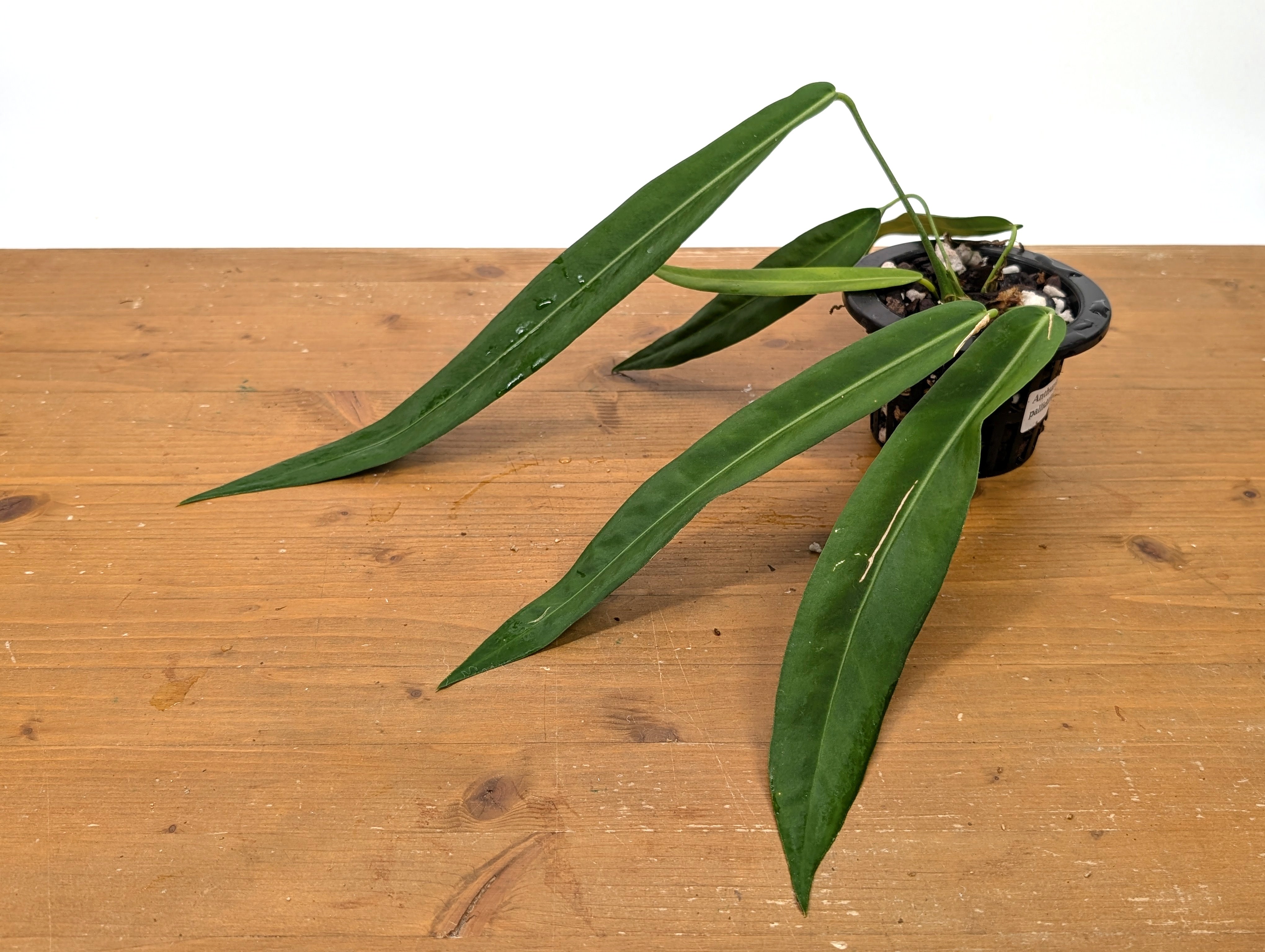 Anthurium pallidiflorum tissue culture