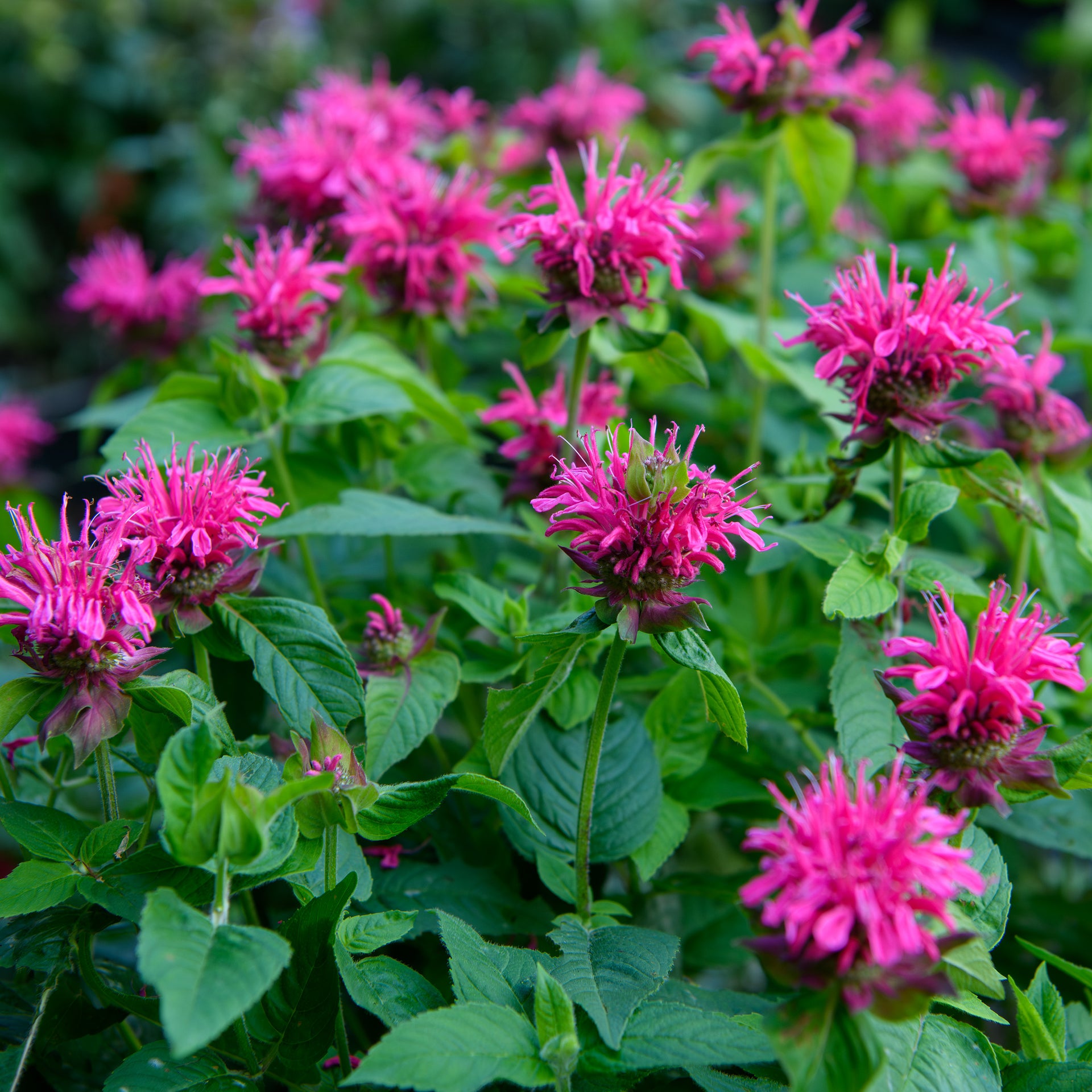 Scarlet Bee Balm (Monarda didyma)