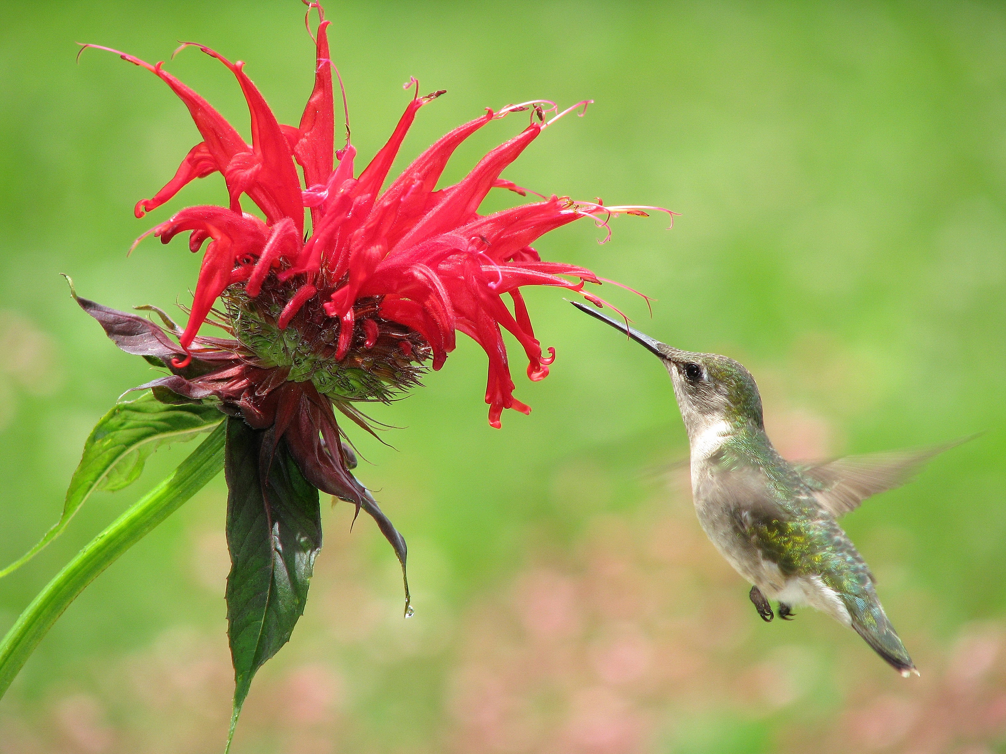 Wild Bergamot (Monarda fistulosa)