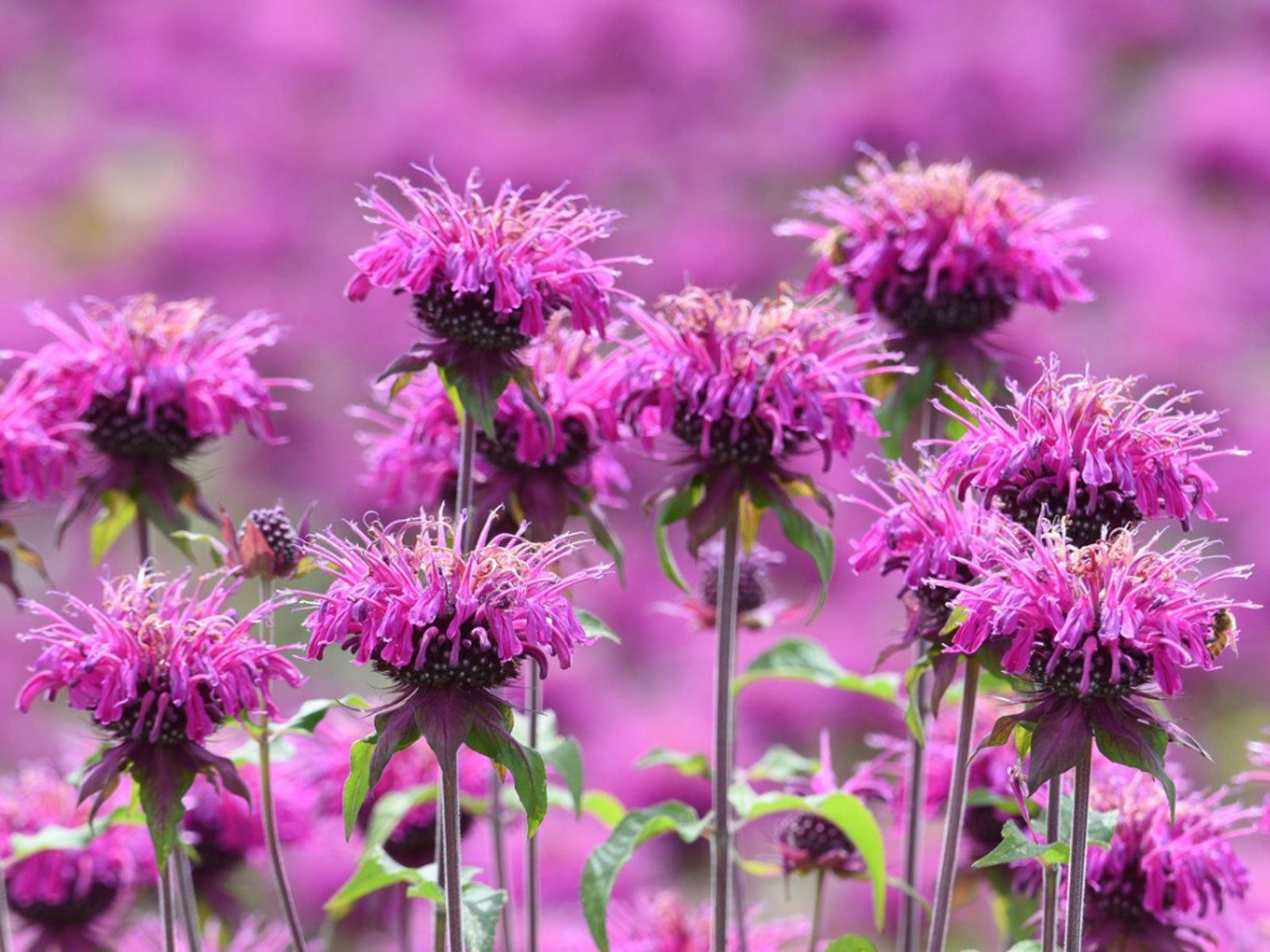 Spotted Bee Balm (Monarda punctata)