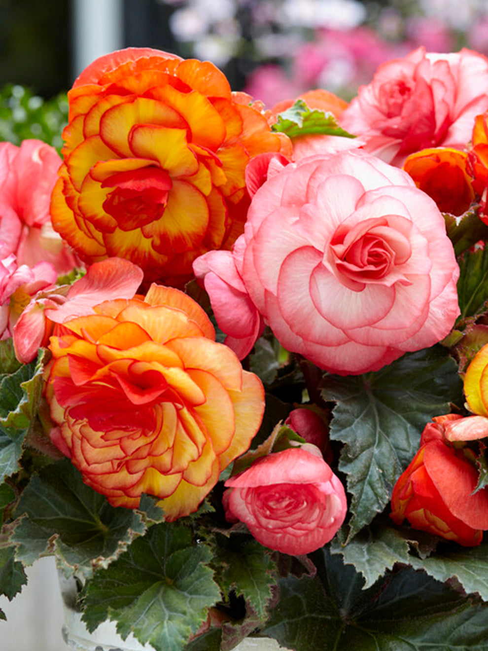Begonia care indoors