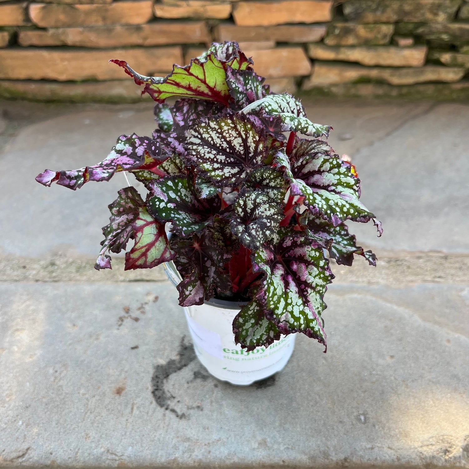 Begonia outdoor planting