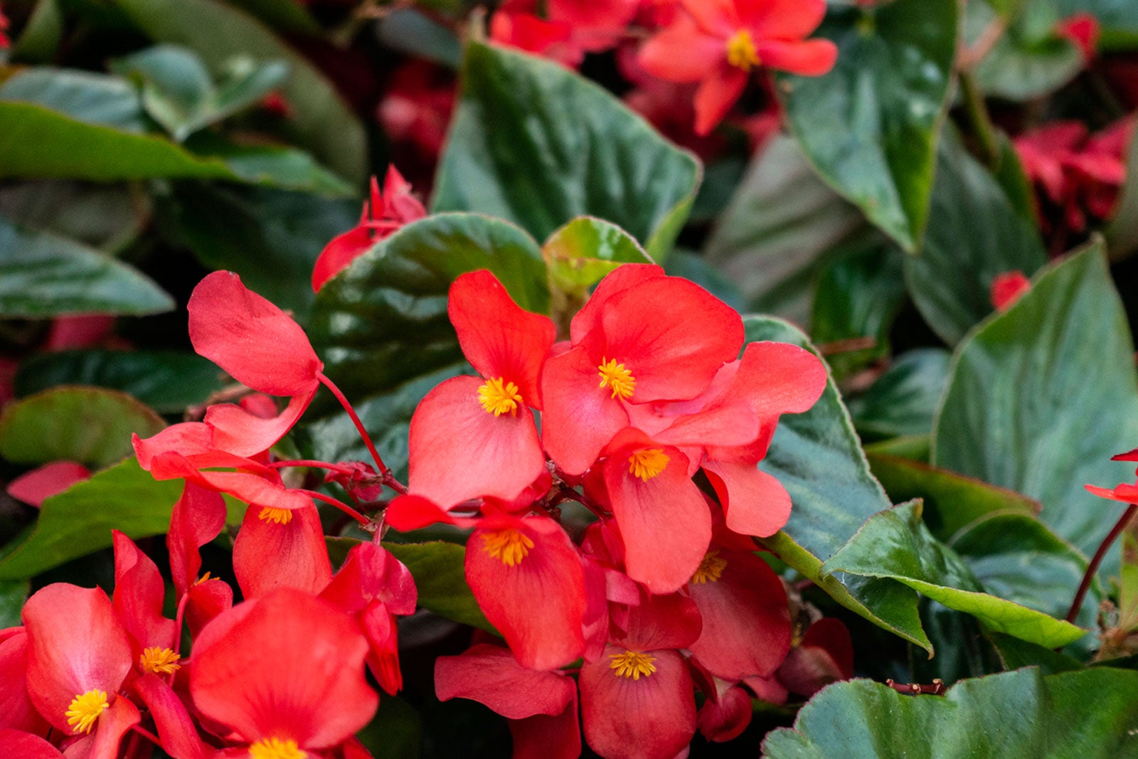 Begonia propagation