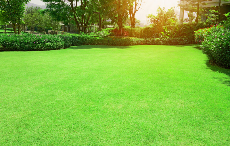 Warm-season grass