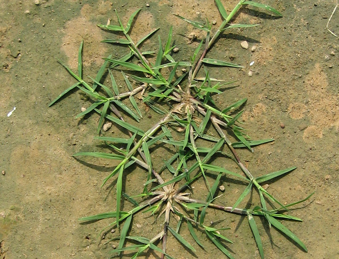 Perennial grass
