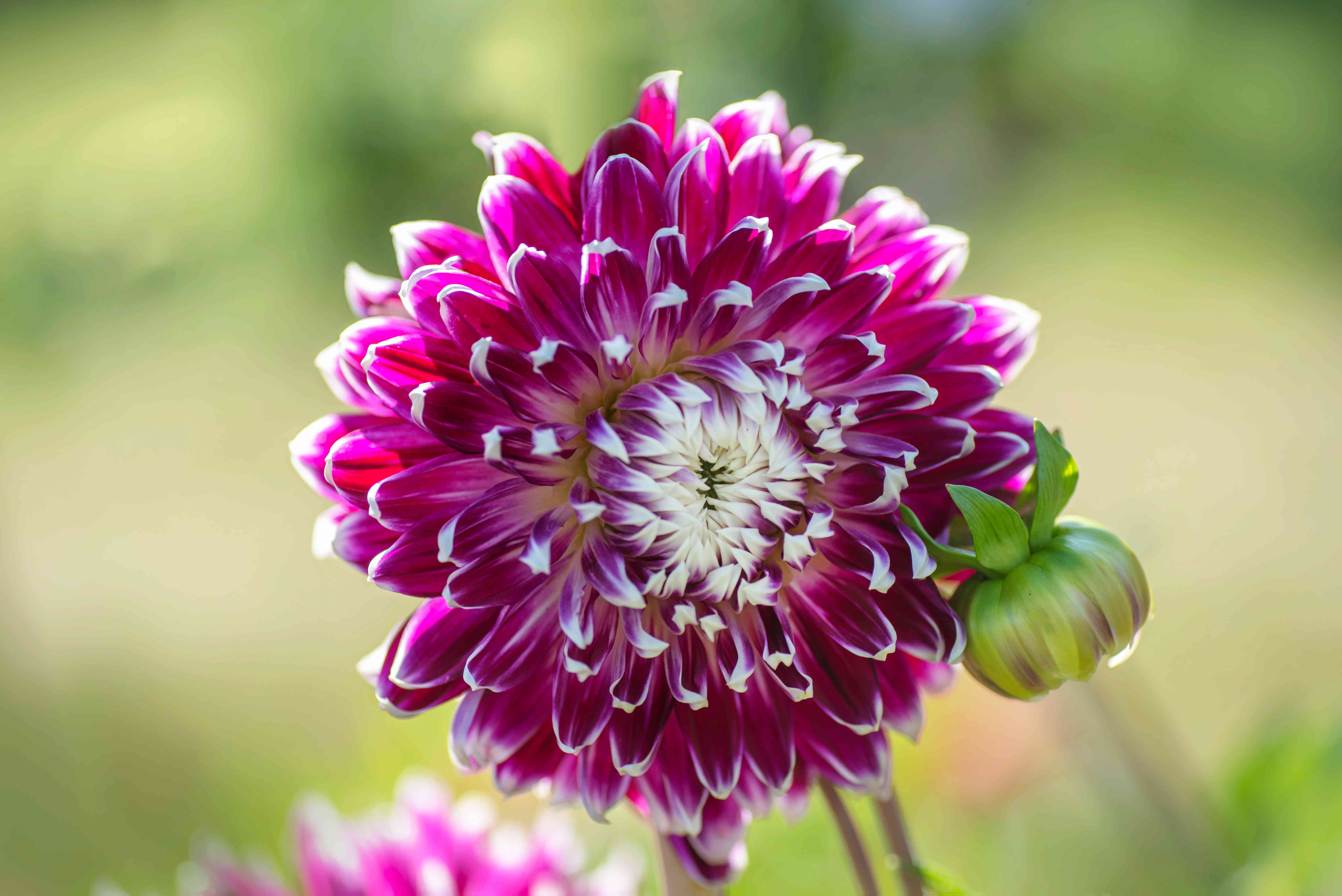 Giant flowers