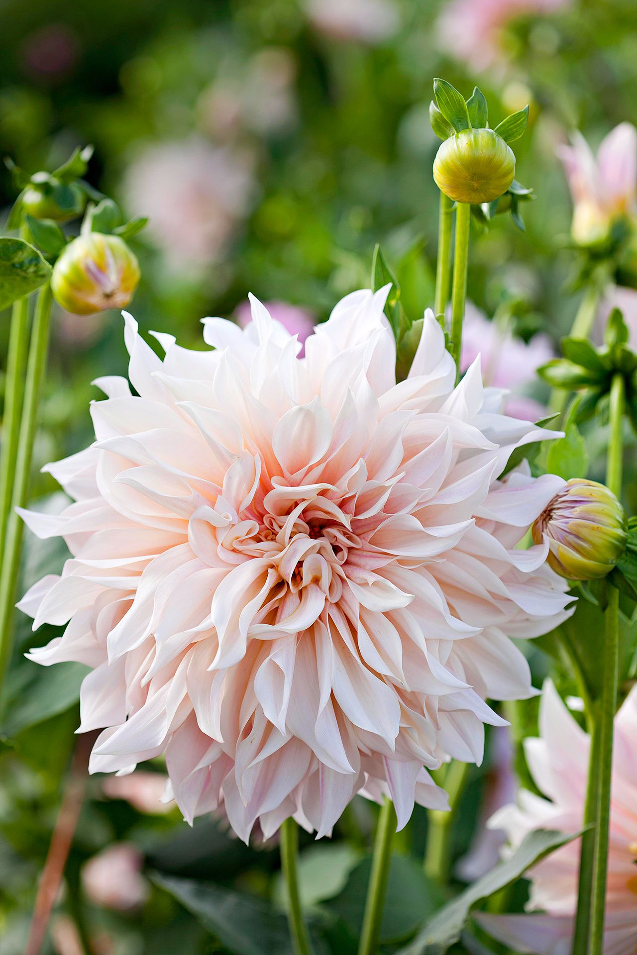 Largest flowers in the world