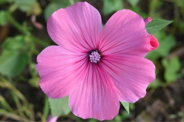 Perennial flowers