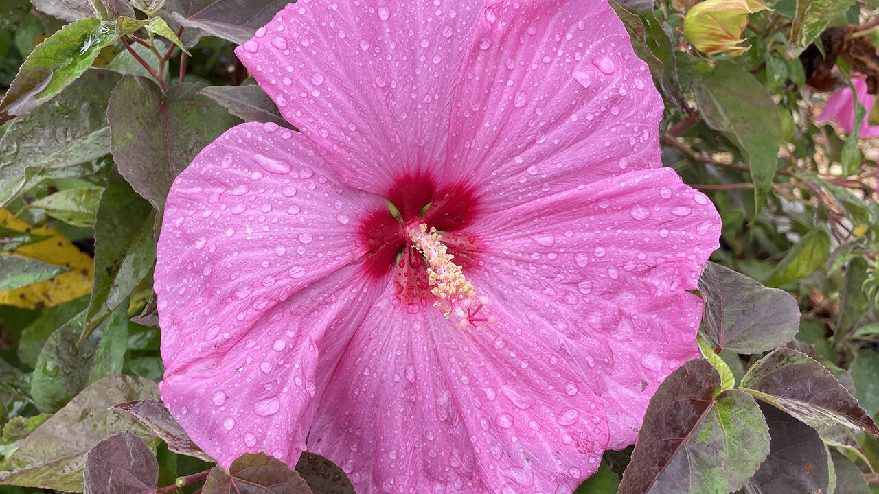 Smelly flowers