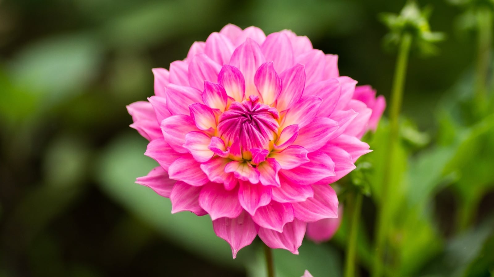 Dahlia flower size