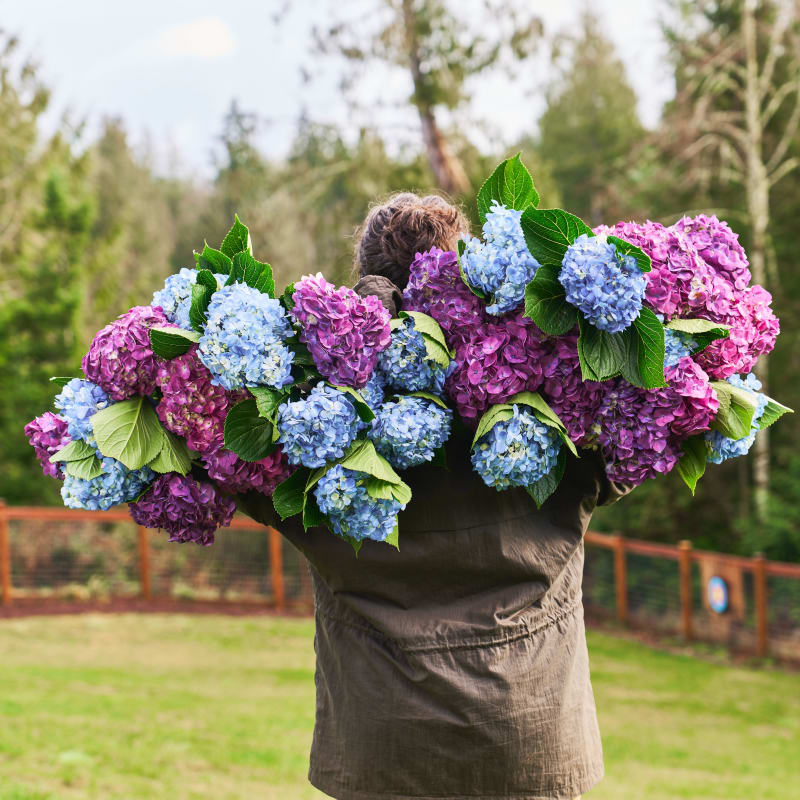 Giant flowers