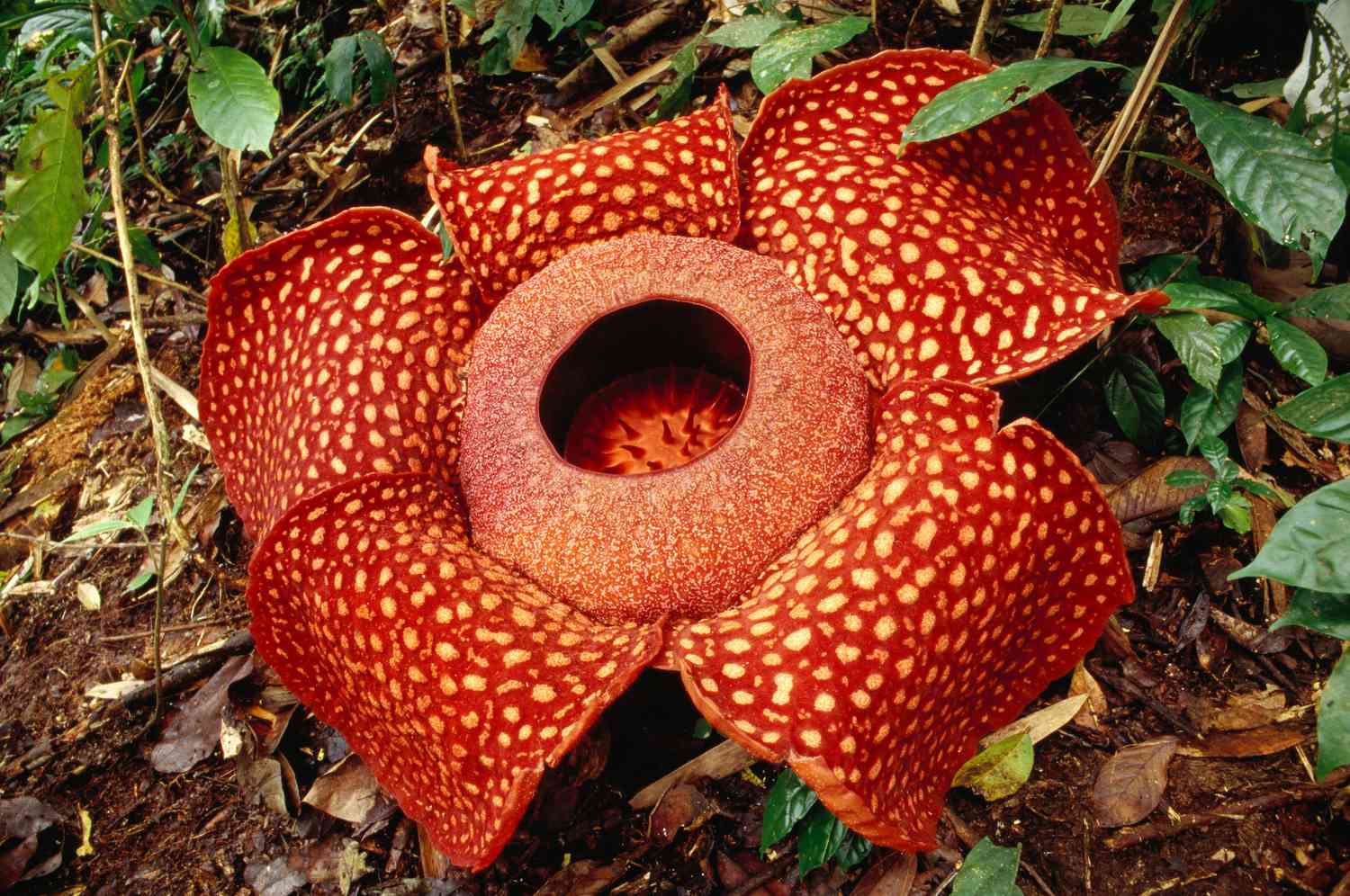 Unusual flowers