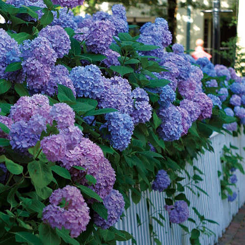Rare flowers