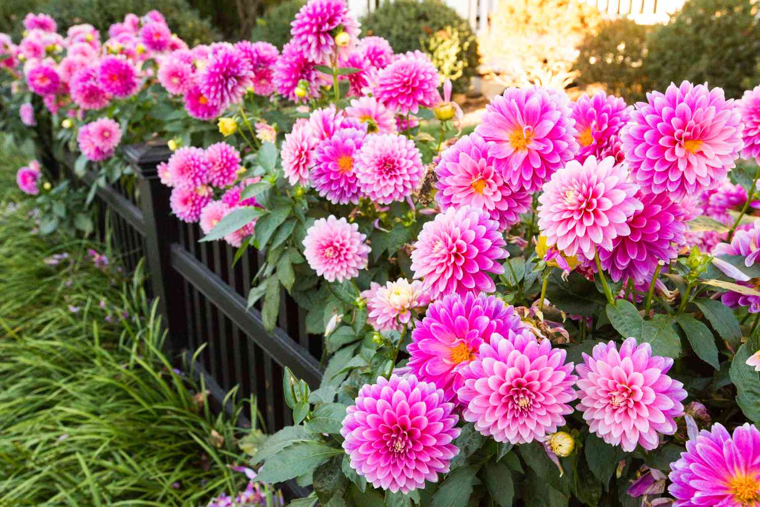 Tropical flowers