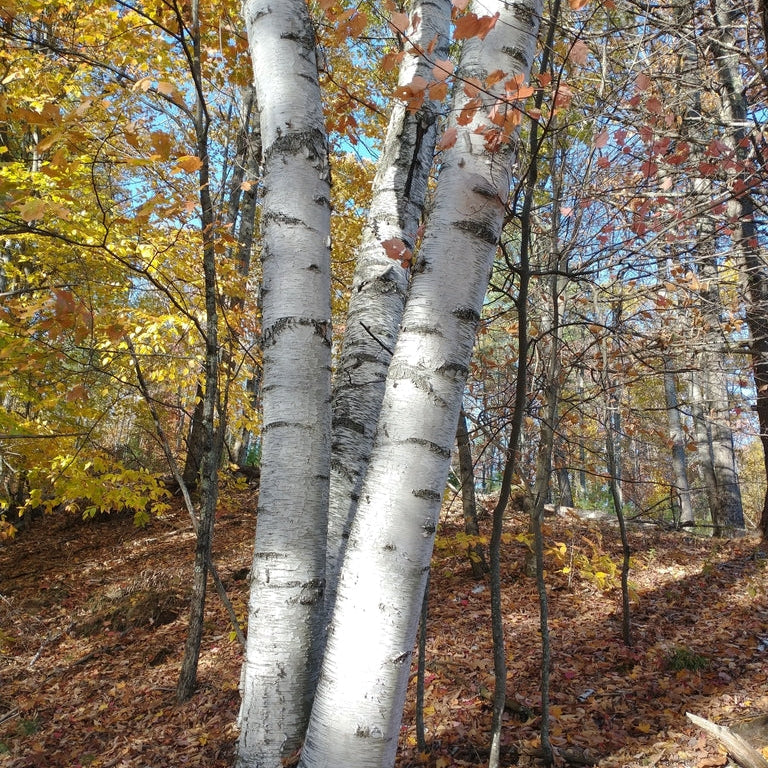 Paper Birch