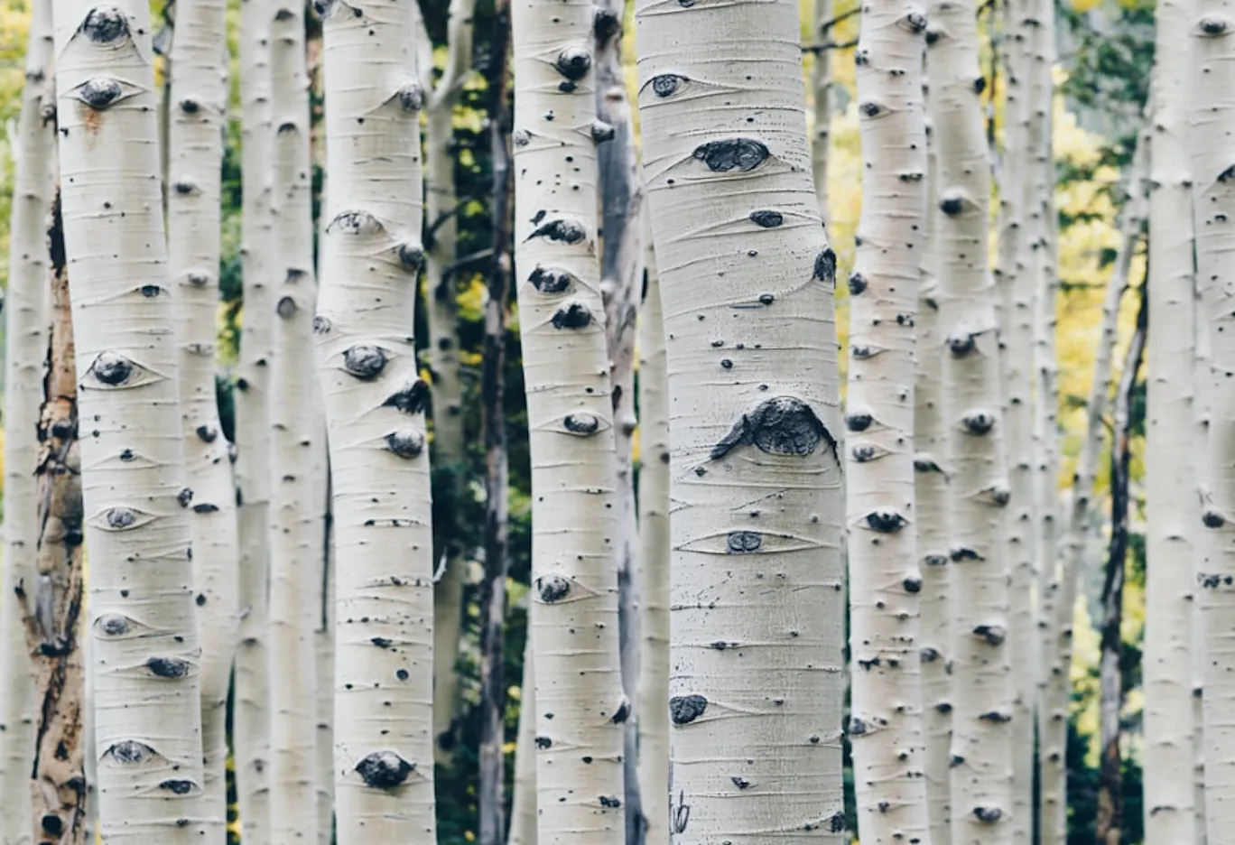 Yellow Birch