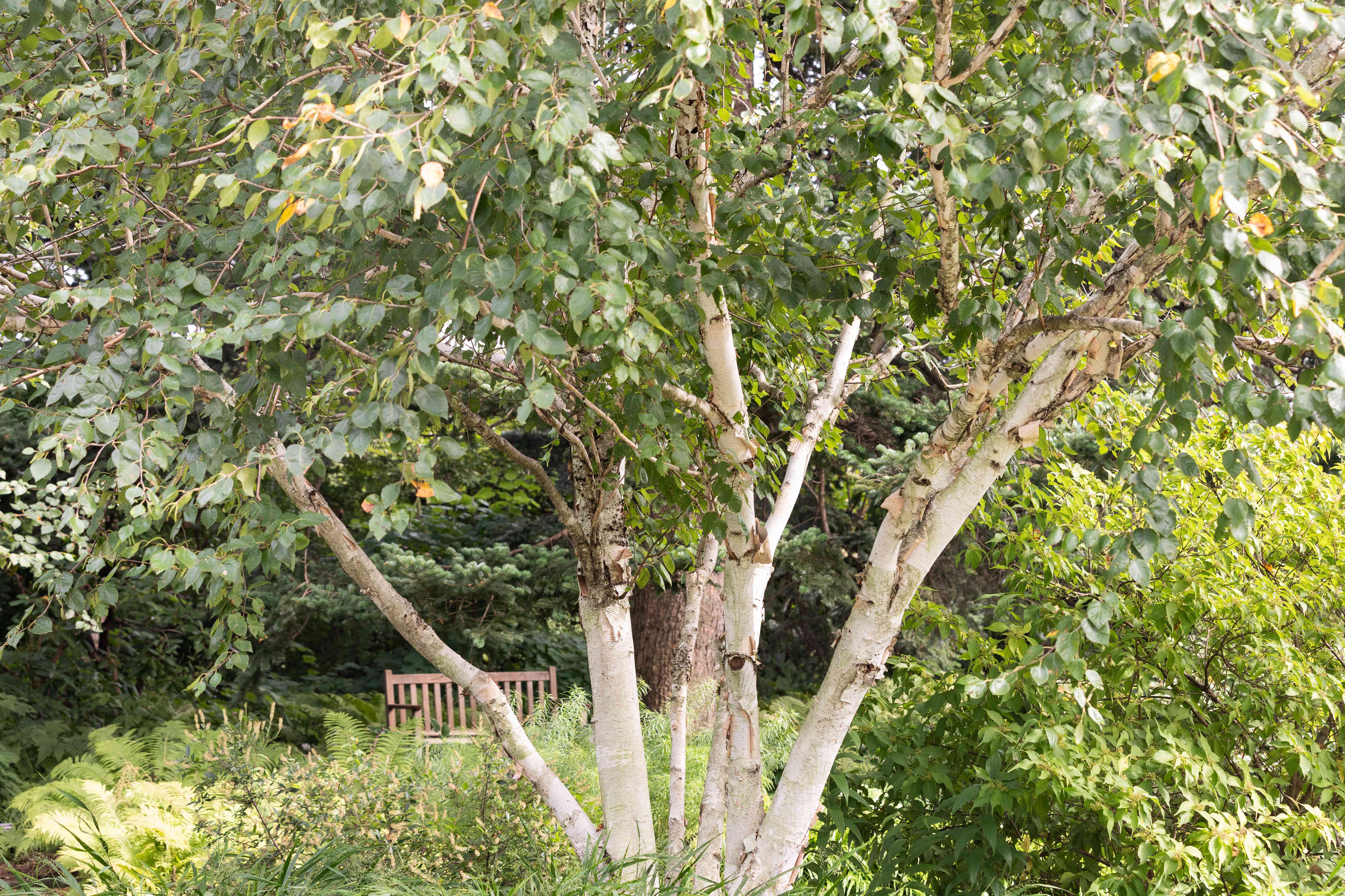 Silver Birch