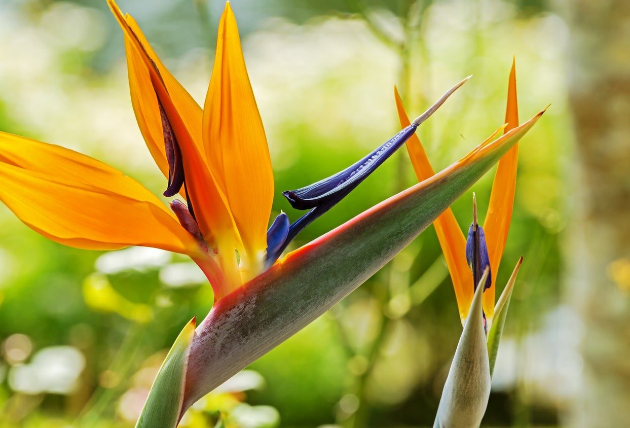 Strelitzia reginae