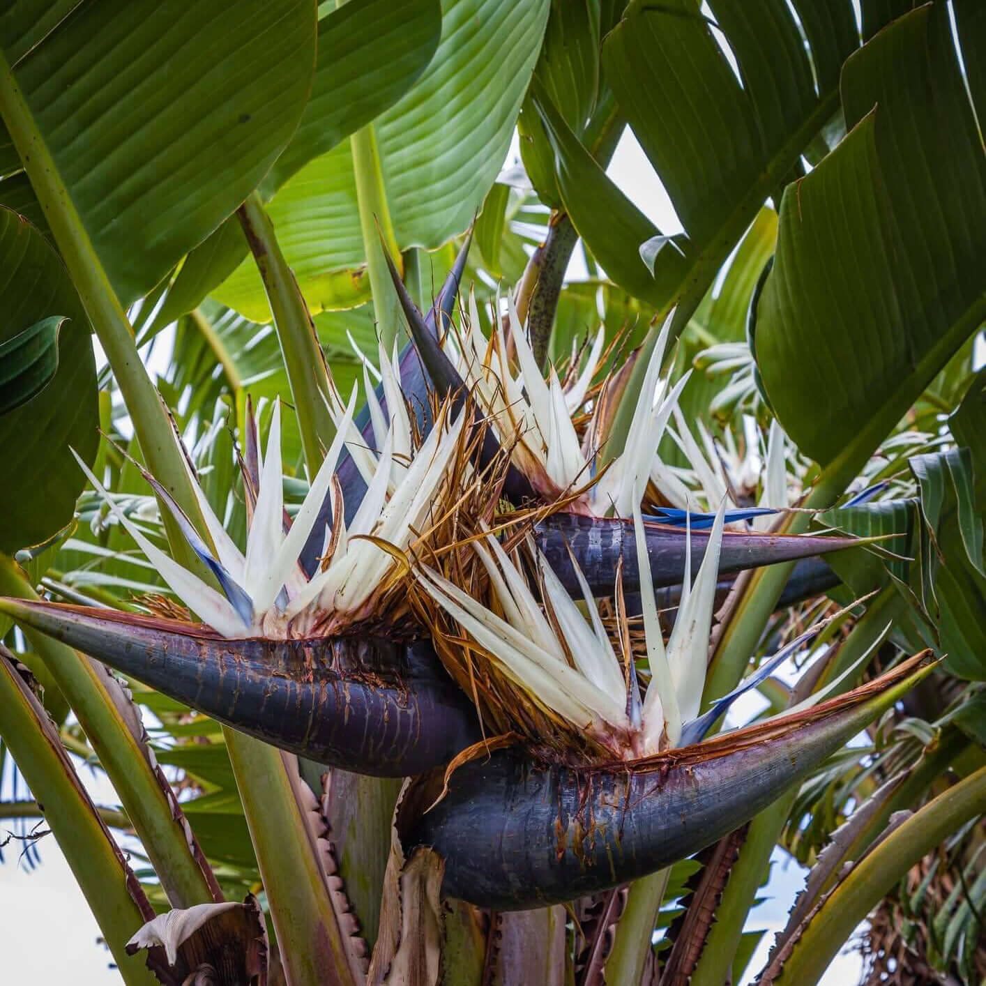 Bird of Paradise bird