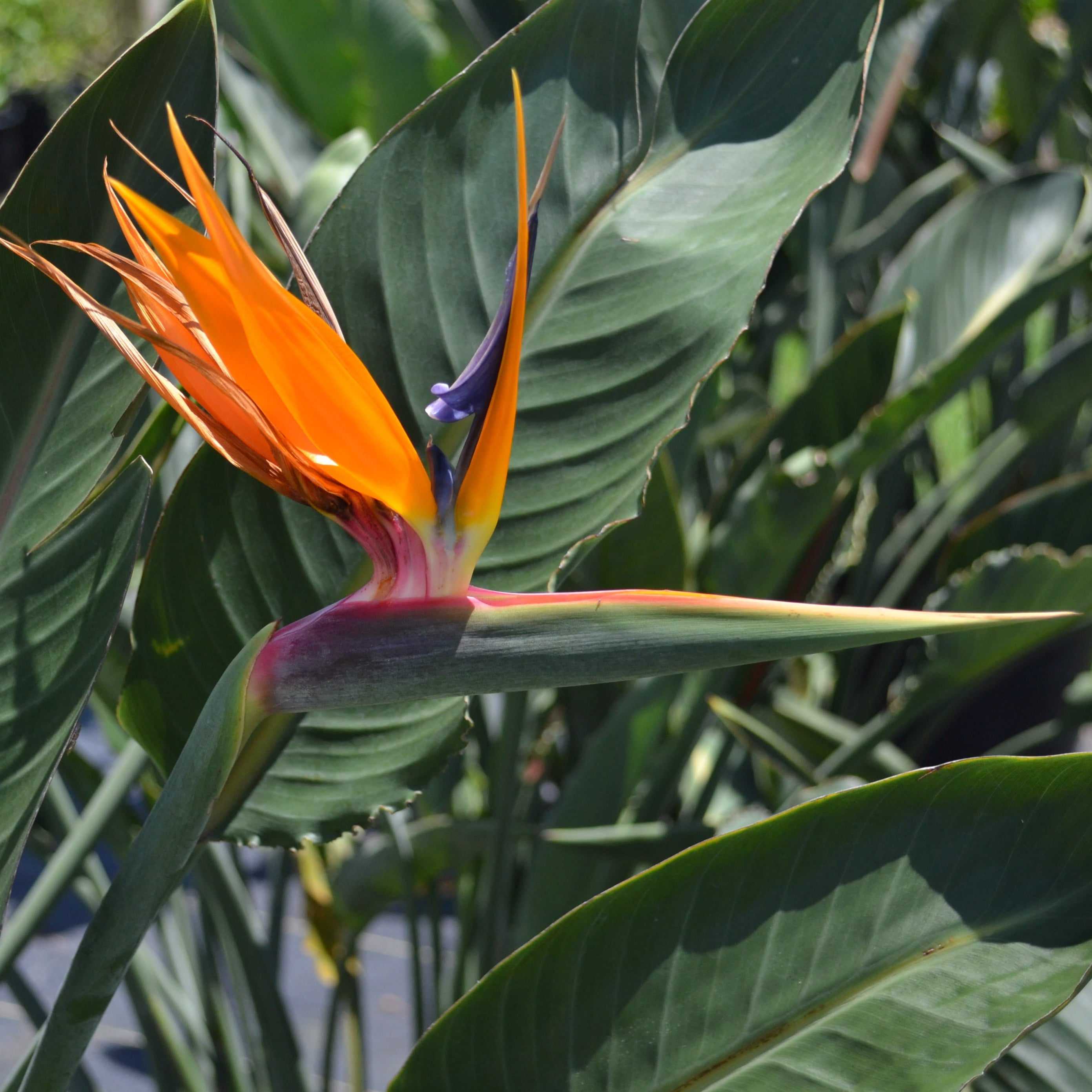 Crane Flower
