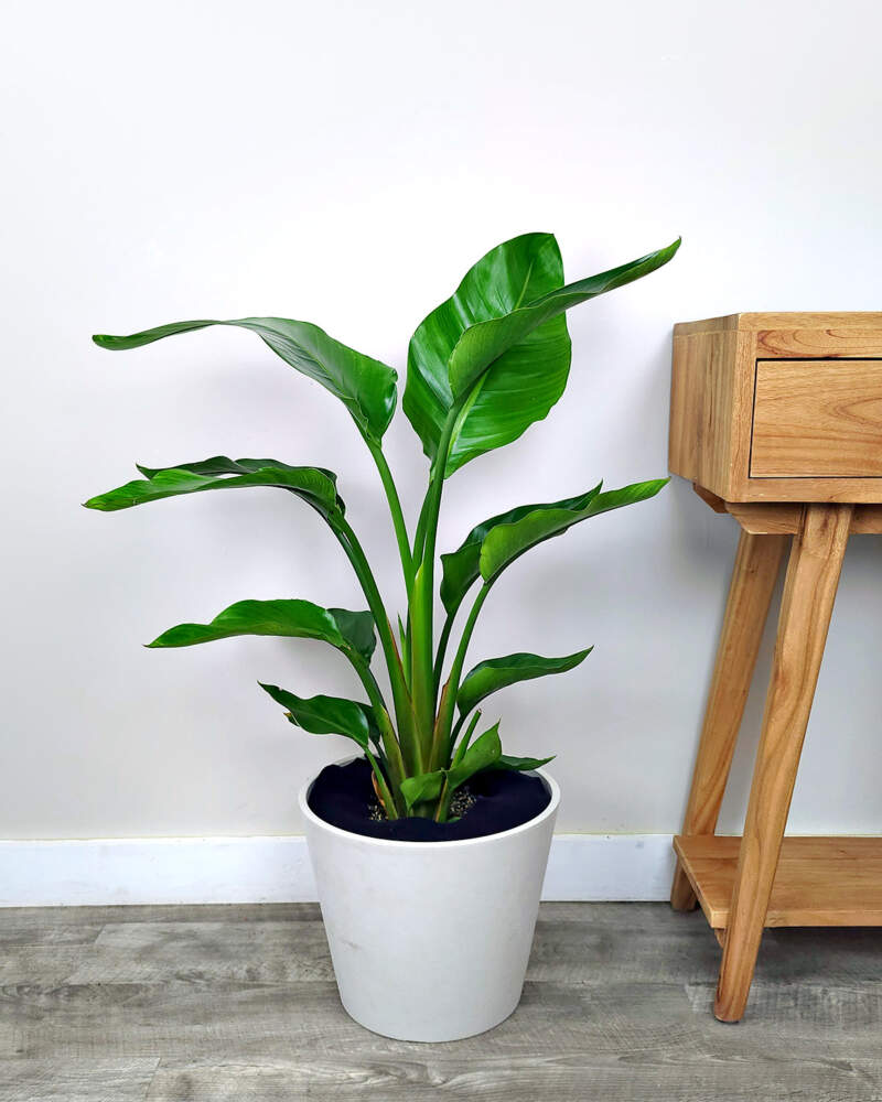 Giant White Bird of Paradise