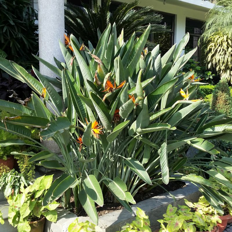 Strelitzia nicolai