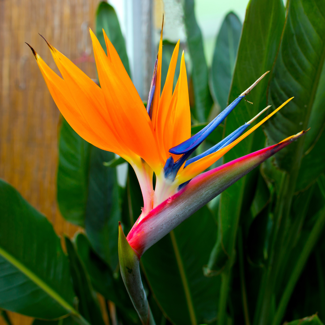 Tropical Bird of Paradise