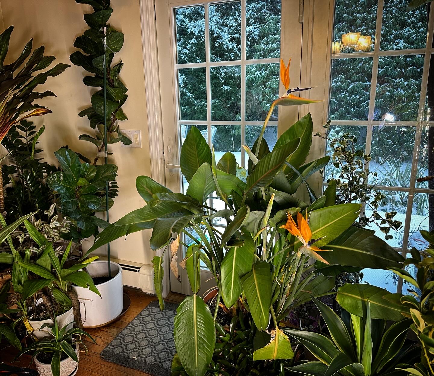 White Bird of Paradise