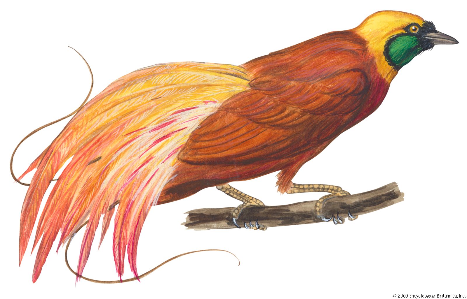 Orange Bird of Paradise