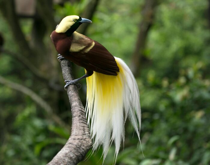 Bird of Paradise plant care