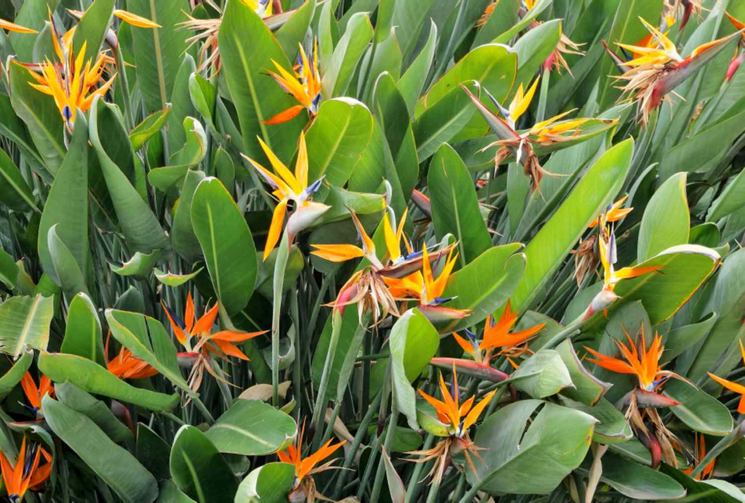Giant White Bird of Paradise