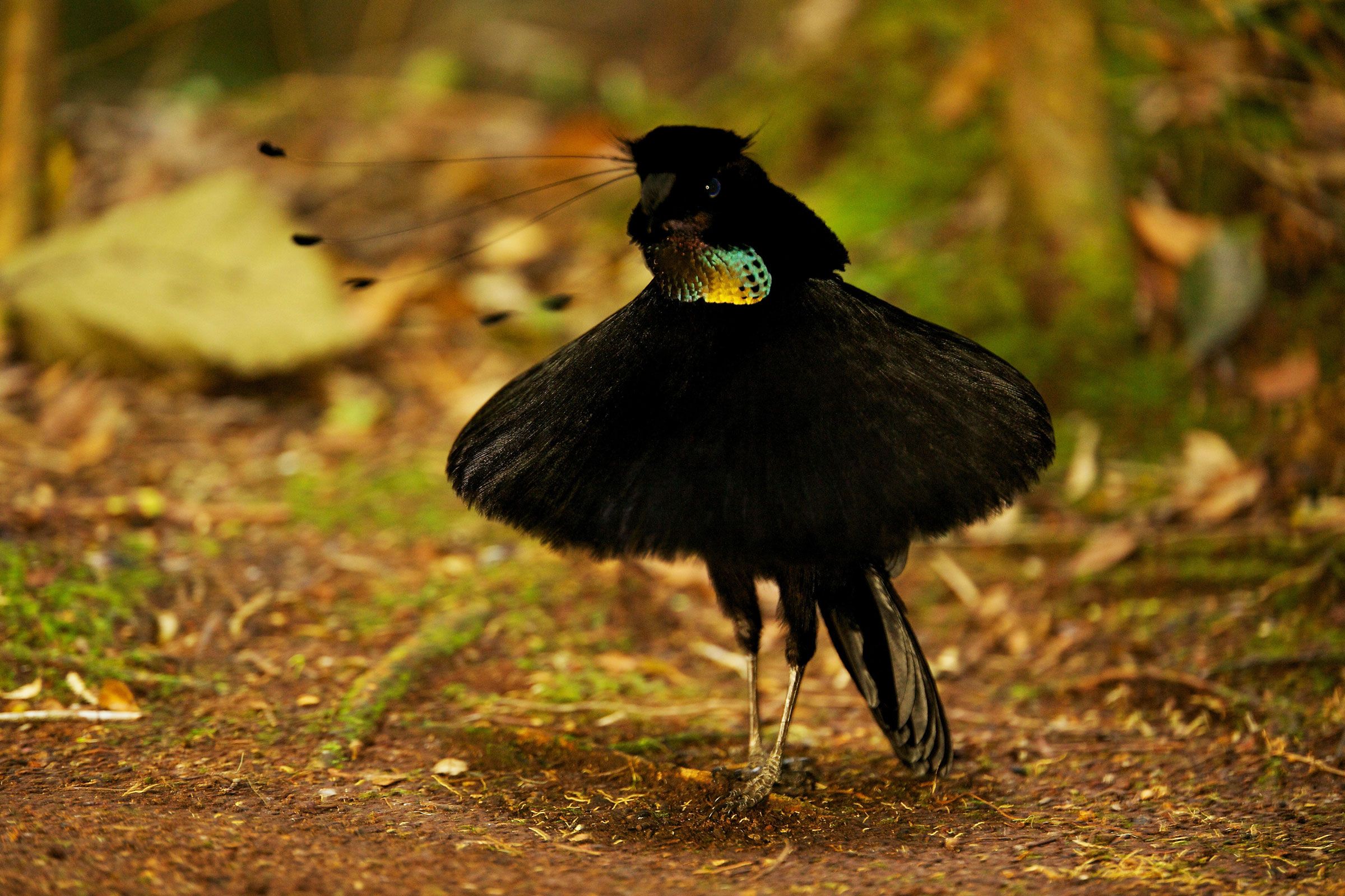Bird of Paradise flower meaning